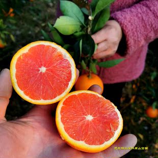 湖北恩施特产巴东红肉脐橙当季新鲜水果血脐橙子现摘大果9斤包邮