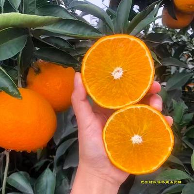 湖北宜昌手剥橙9斤现摘现发