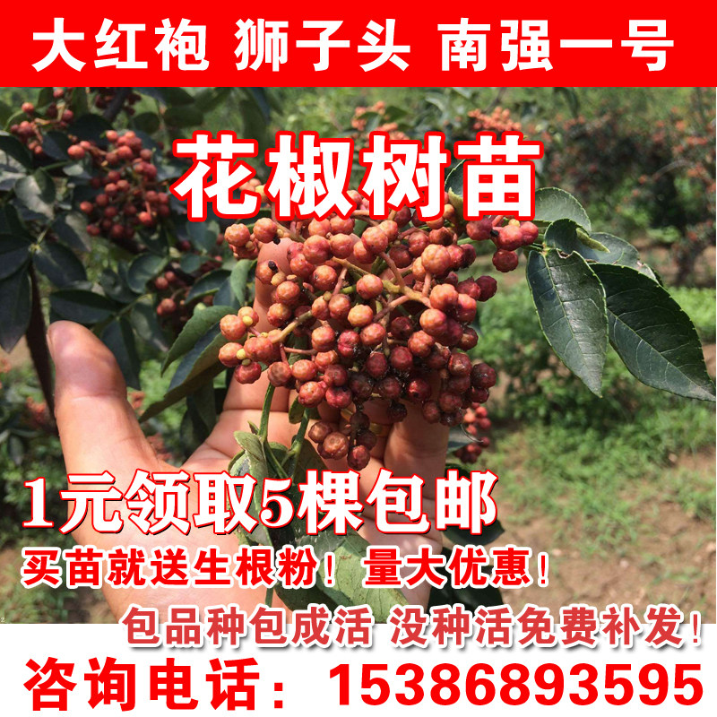 花椒苗大红袍花椒树苗狮子头南强一号高产花椒地栽篱笆苗少刺结果