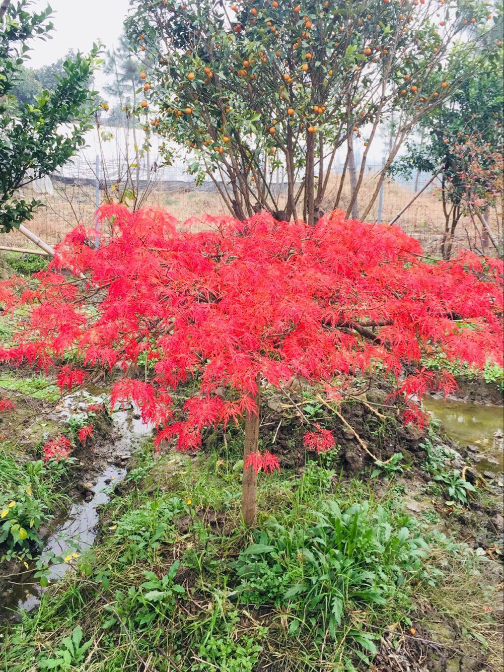 颗颗嫁接原装宁波猩猩枝垂羽毛枫树苗 青杆红叶青龙羽毛枫包邮