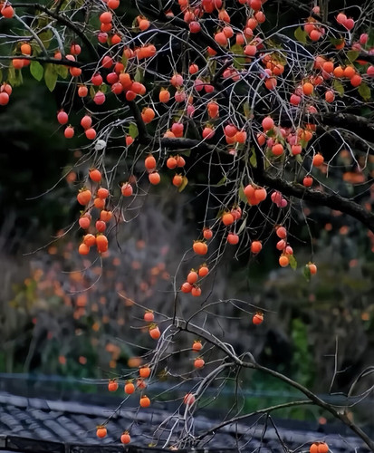 浙江宁波自然盆栽柿子树苗