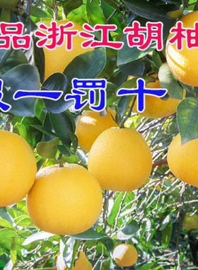 38元起包邮正品浙江柚子树树苗