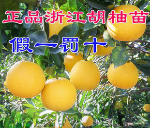38元起包邮正品浙江常山胡柚树苗 盆栽胡柚结果苗 庭院柚子树果树