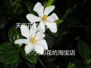 特香盆栽 桅子花树苗 桅子花苗 黄桅花  比重瓣要香 黄栀子花