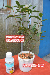 浙江特级龙井茶树苗雀舌绿茶苗黄金芽茶苗铁观音茶叶树苗