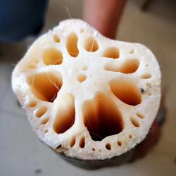 黄冈特产浠水巴河莲藕九孔粉藕糯藕根煲汤藕莲菜1500g裹泥巴保鲜