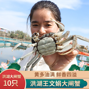 洪湖王文娟大闸蟹5只3.0母蟹5只4.0公蟹两顺丰活蟹清水蟹 可全母