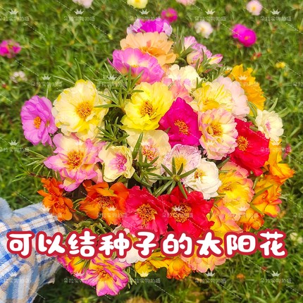 50枝网红太阳花籽播半重瓣太阳花颜色多易活室外阳台庭院好养易活