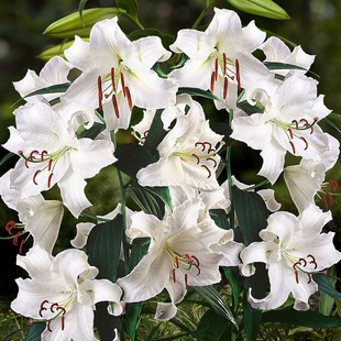 卡萨布兰卡CASA BLANCA 进口东方百合种球盆栽地栽花种多年生球根