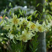 进口老虎花种子无香多花 艾米Sweet_Surrender 百合种球 甜蜜投降