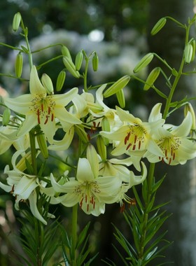 百合种球 甜蜜投降/艾米Sweet_Surrender 进口老虎花种子无香多花