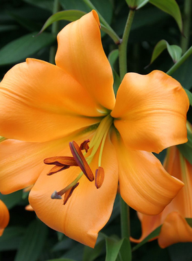 非洲女王 african queen 进口铁炮百合种球Lo花种子多年生球根