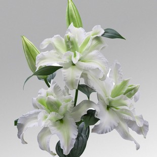 慈禧太后(女皇) Empress 进口东方百合种球 盆栽地栽重瓣百花种