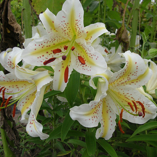 band进口东方百合种球 gold 盆栽地栽单瓣花种子 金百合 天香百合