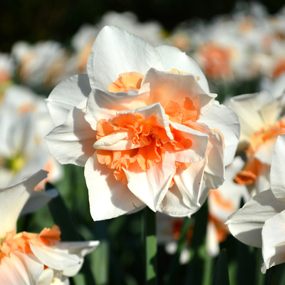 6球装荷兰进口洋水仙种球 纸白水仙花球种子水培土培耐寒有香味