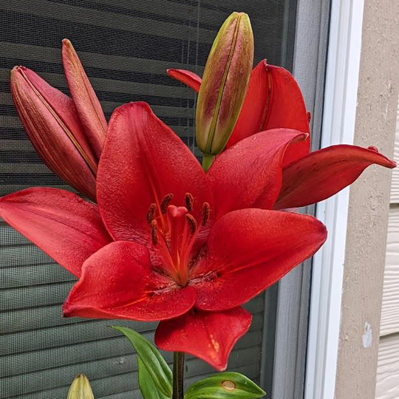 进口LA百合种球 红山 redhill 百合花种子无香多花百合花