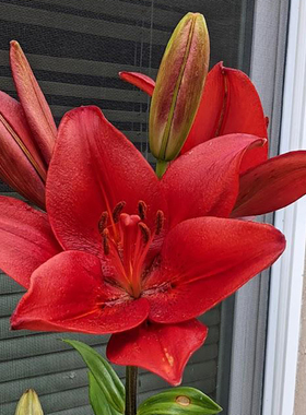 进口LA百合种球 红山 redhill 百合花种子无香多花百合花