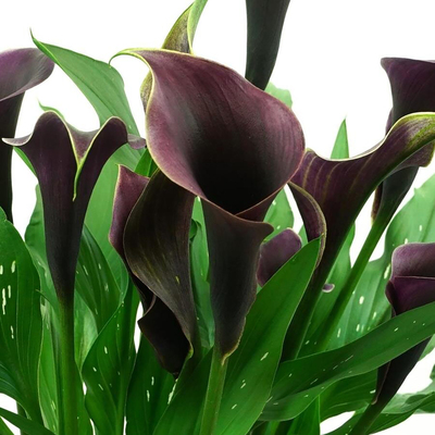 彩色马蹄莲种球进口四季