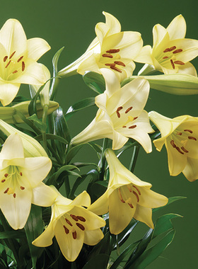 进口百合种球 戴莉安娜 deliana 百合花种子LO铁炮盆栽球根