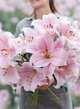 进口LO铁炮百合种球大全 百合花种子多年生耐寒耐热球根花卉