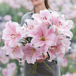 进口LO铁炮百合种球大全 百合花种子多年生耐寒耐热球根花卉