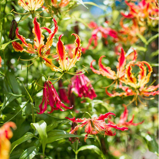 25年现货 嘉兰百合种球易养庭爬藤多年生易繁殖皮实