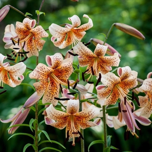 亚洲特殊系列百合种球大全进口一代球庭院老虎珍珠双色百合花种子