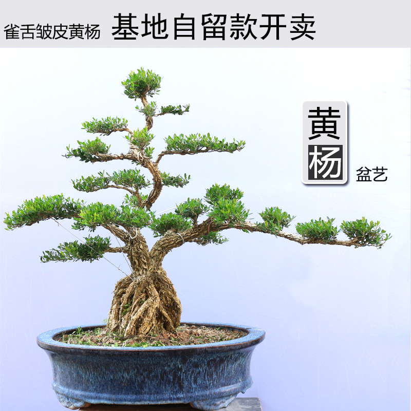 岭南盆景小叶皱皮雀舌黄杨盆景老桩迎客造型室内四季常青绿植盆栽