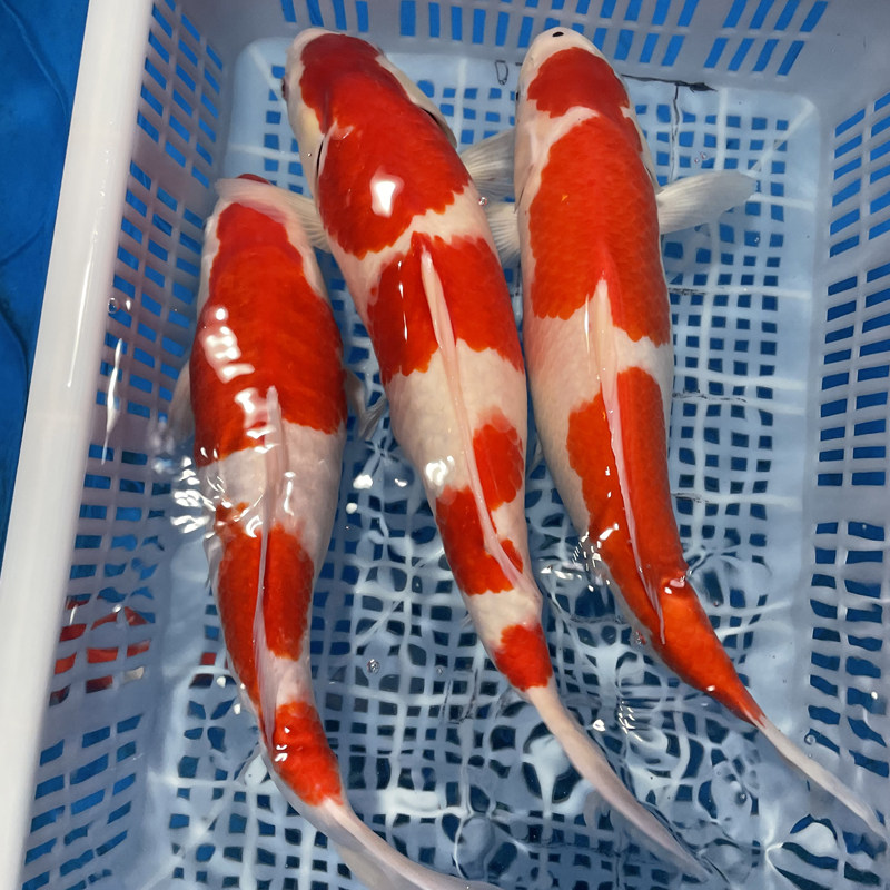 锦鲤淡水鱼耐活冷水鱼超多回头客