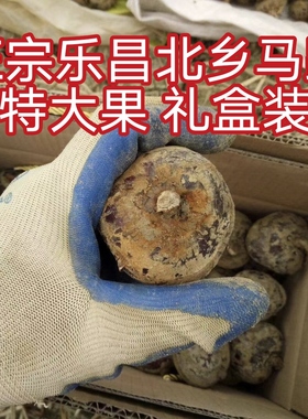 特大马蹄正宗乐昌北乡马蹄种子带泥荸荠蔬菜韶关特产绿色水果脆甜