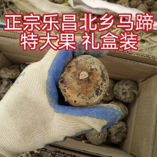 特大马蹄正宗乐昌北乡马蹄种子带泥荸荠蔬菜韶关特产绿色水果脆甜