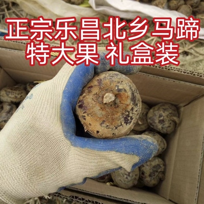 特大马蹄正宗乐昌北乡马蹄种子带泥荸荠蔬菜韶关特产绿色水果脆甜