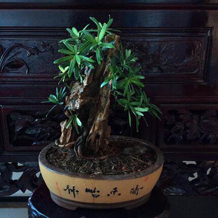 正品特惠盆景树珍品正宗大理罗汉松室内庭院招财四季常青植物花卉