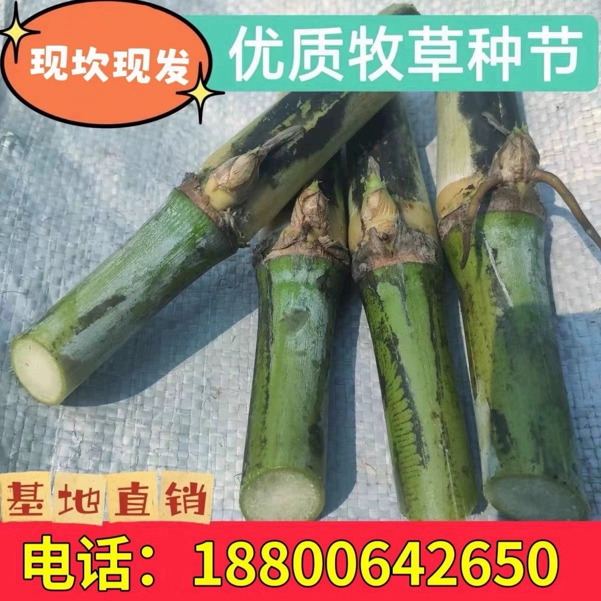 无毛甜象草3号种节耐寒牧草王高产皇竹草巨菌草红象草多年生种子