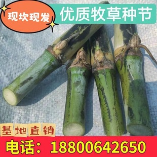 无毛甜象草3号种节耐寒牧草王高产皇竹草巨菌草红象草多年生种子