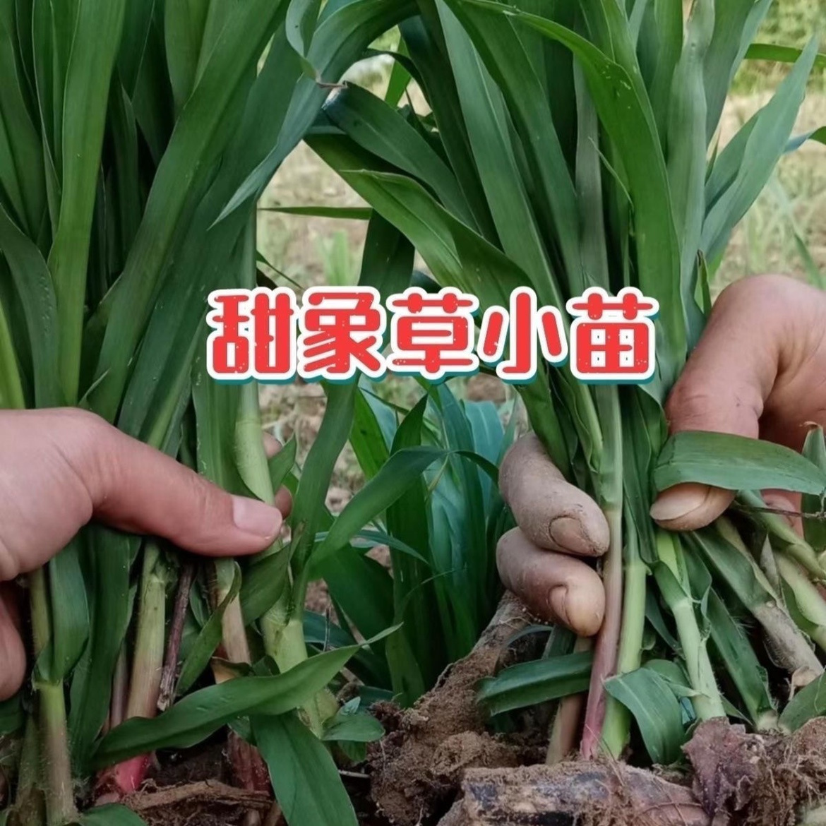 高产无毛甜象草三号种苗四季多年生牧草新型皇竹草苗耐寒巨菌草苗