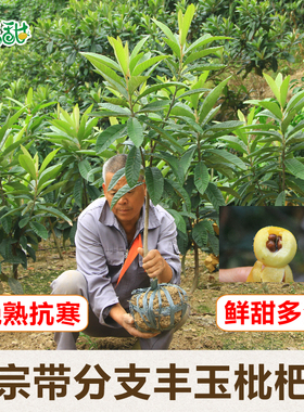 正宗带分枝嫁接丰玉枇杷苗东山白沙果树苗树木苗庭院地栽苗带土球