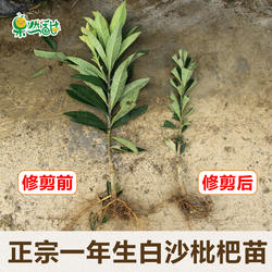 一年生宁海白软条白玉冠玉青种丰玉贵妃香妃等白沙枇杷苗品种包邮