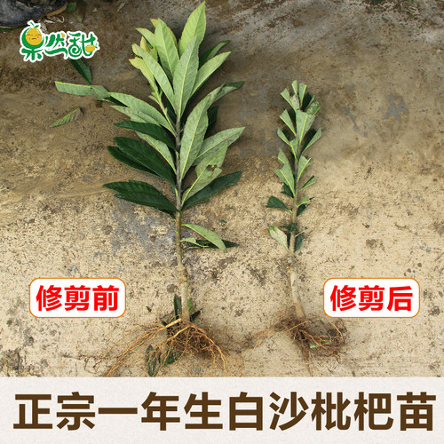 一年生白沙枇杷嫁接果树苗木