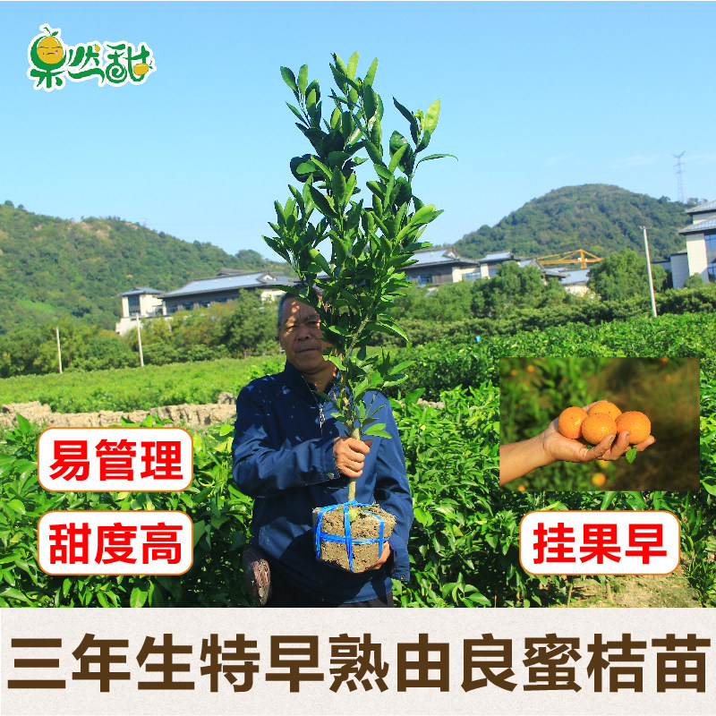 正宗3年生由良蜜橘苗黄岩涌泉桔子树苗别墅地栽盆栽结果苗移植苗