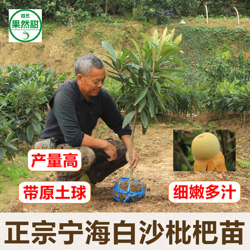 正宗宁海白枇杷果树苗挂果带土球