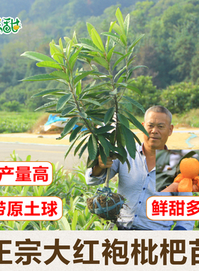 正宗带分枝嫁接大红袍枇杷苗红沙果树苗结果早树木苗地栽苗带土球