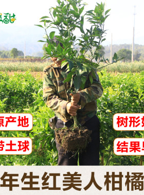3年生象山红美人柑橘苗爱媛28号