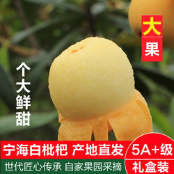 现摘现发宁海白枇杷果新鲜白沙白玉大果特甜当季琵琶水果礼盒装