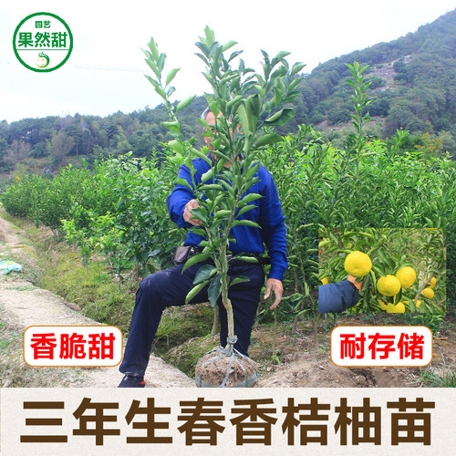春香桔柚苗象山青黄金贡柚柑橘