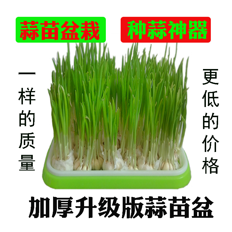 水培养栽蒜苗盆栽容器种蒜神器大蒜葱的盆蒜黄器皿发芽种植盘盆盒