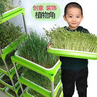 饰种植区材料环创植物摆件表演 幼儿园区角布置自然角神器植物角装