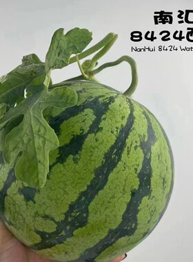 现摘上海南汇8424西瓜