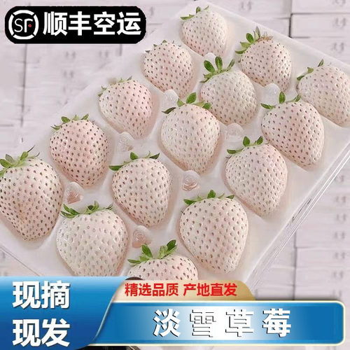 越雪妃白草莓白雪公主淡雪