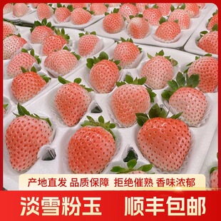 【顺丰包邮】淡雪粉玉自草莓新鲜现摘香甜草莓粉红公主草莓一斤